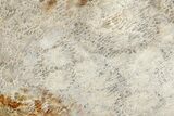 Polished Fossil Coral Slab - Indonesia #307963-1